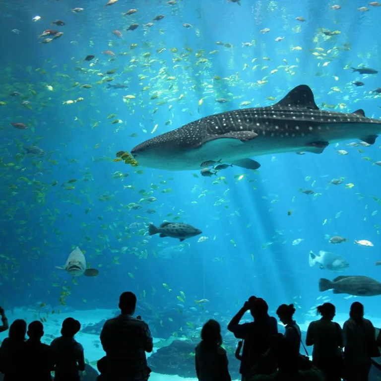 Antalya Aquarium & Museums Tour