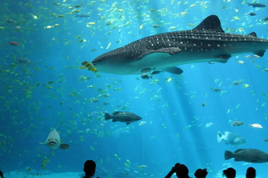 antalya-aquarium-tour-tunnel-museums.webp